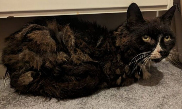 Μεγάλη Βρετανία: Συγκινητική επανένωση μίας γάτας με το αφεντικό της, έπειτα από 11 χρόνια