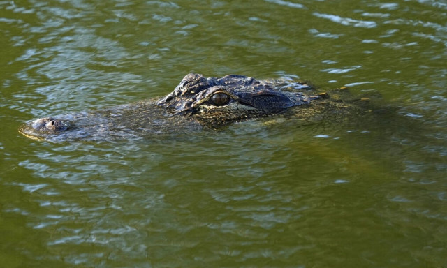 Τρόμος στη Φλόριντα: Αλιγάτορας κυκλοφορούσε με το πτώμα άστεγης γυναίκας στα σαγόνια του