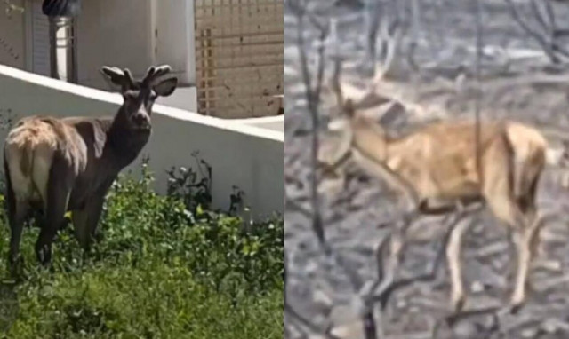 Φωτιά στην Πάρνηθα: Βίντεο δείχνει το «πριν» και το «μετά» της απόλυτης καταστροφής