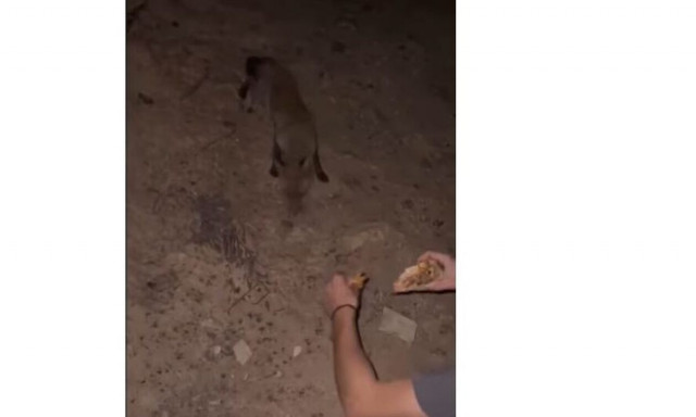 Συγκινητικό βίντεο: Κάτοικος του Έβρου ταΐζει αλεπουδίτσα στα καμμένα