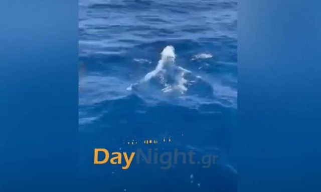 Μαγική στιγμή στο Ρέθυμνο: Δελφίνια αποφασίζουν να κάνουν… παρεάκι σε τουρίστες!