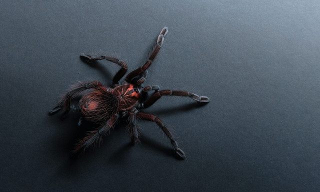 Η αράχνη... μπανάνα φαίνεται ότι μπορεί να θεραπεύσει τη στυτική δυσλειτουργία με το δηλητήριο της