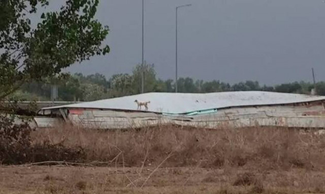 Κακοκαιρία Elias - Φαρκαδόνα: 120 νεκρά ζώα σε στάβλο δίπλα σε σπίτια - Συγκλονιστικές εικόνες