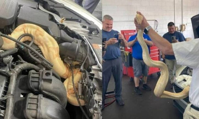 Μηχανικός άνοιξε το καπό του αυτοκινήτου για να εντοπίσει τη βλάβη και βρήκε μέσα ένα τεράστιο βόα