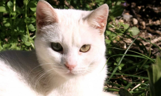 Κτηνωδία στα Χανιά - Πυροβόλησαν και σκότωσαν γάτα ενώ κοιμόταν