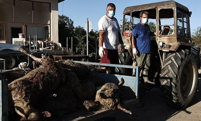 Ένας θάνατος από λεπτοσπείρωση στη Θεσσαλία - Άλλοι δύο ασθενείς νοσηλεύονται