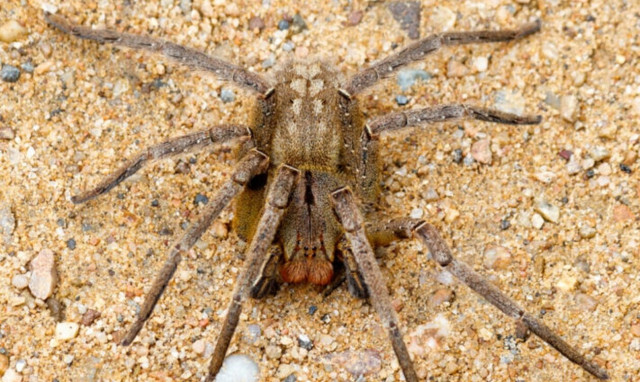 Βραζιλία: Η αράχνη της μπανάνας βοηθά στη θεραπεία της στυτικής δυσλειτουργίας