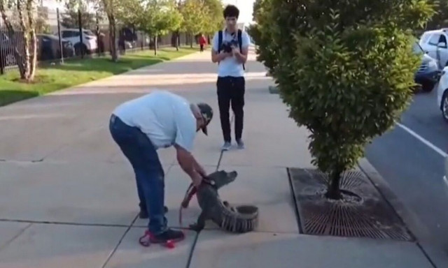 Οπαδός επιχείρησε να μπει σε γήπεδο με αλιγάτορα - Βίντεο