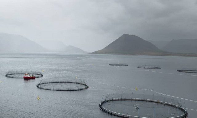 Ισλανδία: Χιλιάδες σολομοί διέφυγαν από ιχθυοτροφείο - Ο αντίκτυπος μπορεί να είναι θανατηφόρος