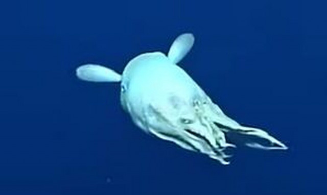 Χταπόδι Dumbo: Το σπάνιο πλάσμα που αιφνιδίασε τους επιστήμονες