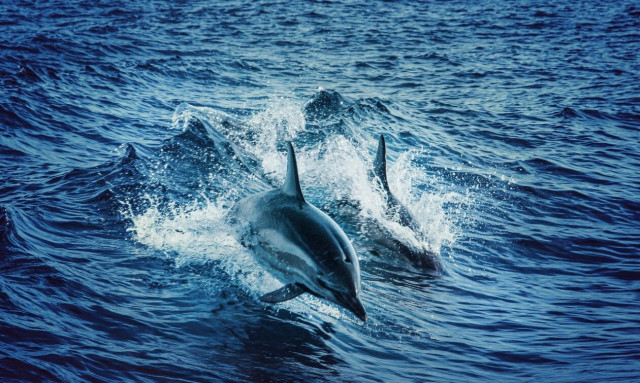 Αμαζόνιος: Γιατί καταγράφονται μαζικοί θάνατοι δελφινιών σε ποτάμι - Στους 39 βαθμούς η θερμοκρασία