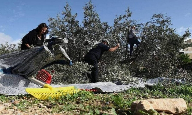 Κρήτη: Οι «χρυσές» τιμές του ελαιολάδου φέρνουν εταιρείες security και μικροτσίπ στα λιοστάσια