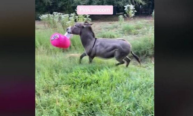 Απίθανο βίντεο! Γαϊδουράκι παίζει με... ροζ μονόκερο - Το viral βίντεο