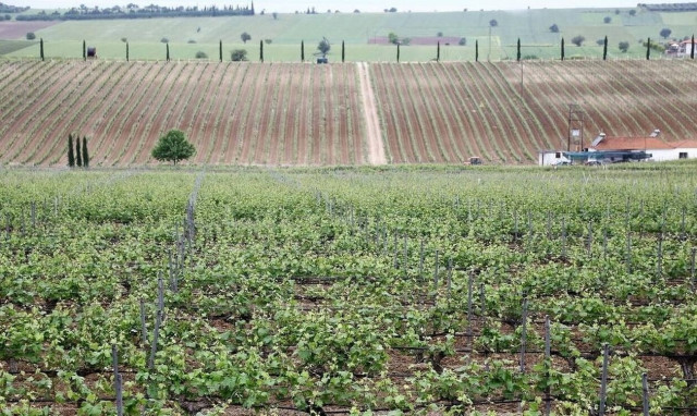 Κρασί από… χρυσάφι