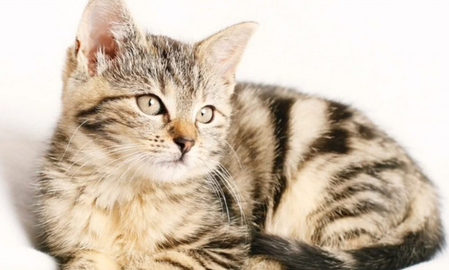 Φιλοζωική Ναυπλίου: Ένα συγκινητικό βίντεο για την Παγκόσμια Ημέρα Ζώων