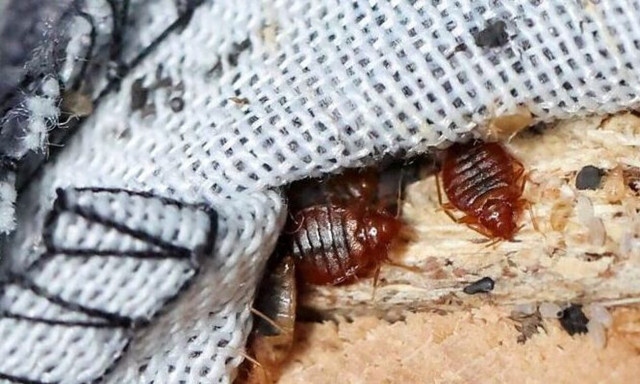 Πανικός στη Γαλλία: Σε συναγερμό η κυβέρνηση λόγω της επιδημίας κοριών - «Χειρότεροι απο βαμπίρ»