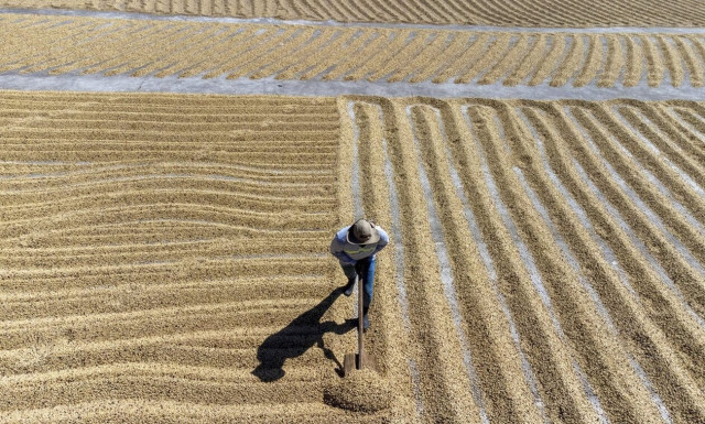 SOS για τον καφέ: Η κλιματική κρίση απειλεί την αγαπημένη μας συνήθεια