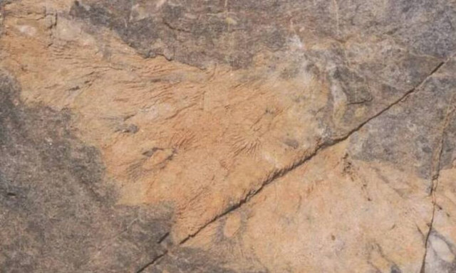 Τα κοράλλια του Φόδελε ηλικίας 300 εκατ. ετών