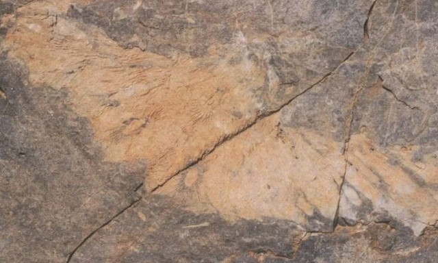 Βρέθηκαν άθικτα κοράλια 300 εκατομμυρίων χρόνων στην Κρήτη