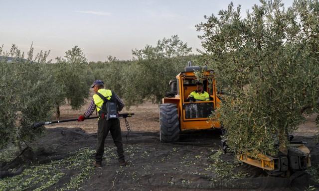 Ευρώπη: Το «μαρτύριο της σταγόνας» - Στερεύει απο ελαιόλαδο η γηραιά ήπειρος, δυσοίωνο το μέλλον