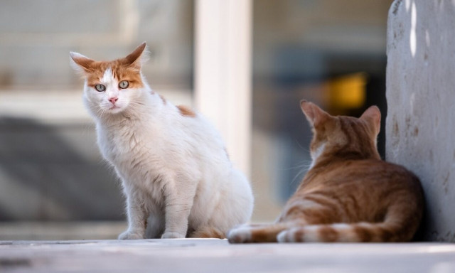 Οι αστυνομικοί εκπαιδεύονται σε ζητήματα προστασίας των ζώων