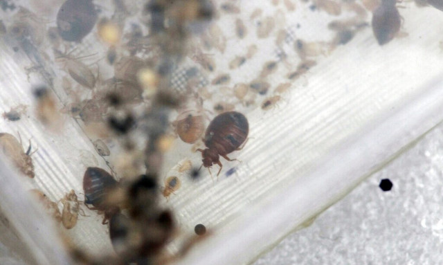 Ο «κοριός του κρεβατιού» στην Ελλάδα – Πώς τους εξολοθρεύουμε