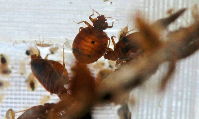 Βασιλακόπουλος για τους κοριούς: «Είναι μόνο μία αισθητική ταλαιπωρία»