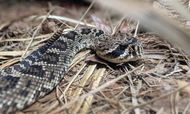 Τρίκαλα: «Λουκέτο» σε σχολείο εξαιτίας της εμφάνισης οχιών από τις πλημμύρες