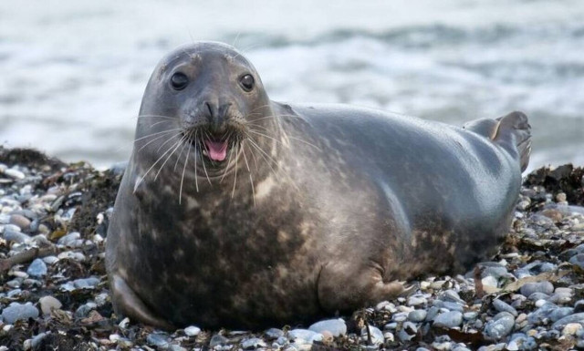 Στιγμές χαλάρωσης για φώκια στο Πόρτο Ράφτη -  Απολαμβάνει τον ήλιο στην Χαμολιά