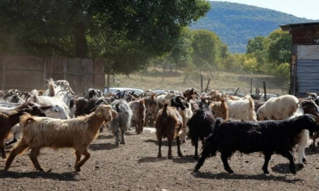 Αδιανόητο περιστατικό στη Λάρισα: Κτηνοτρόφος ήταν αιχμάλωτος σε μαντρί για εννέα μήνες