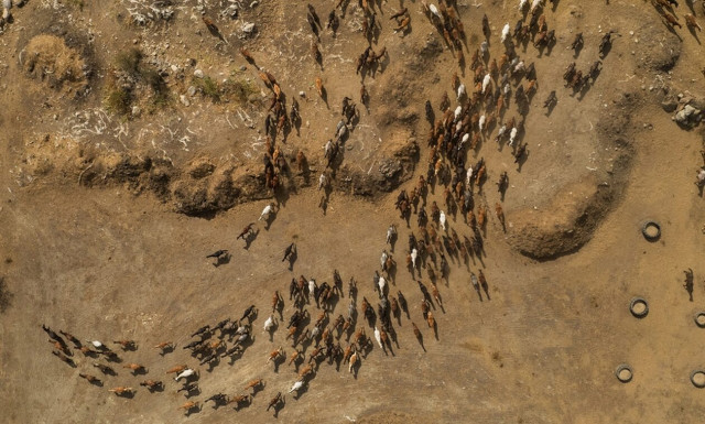Σέρρες: Ο «πατέρας» με τα 1.000 άλογα στα Άνω Πορόια