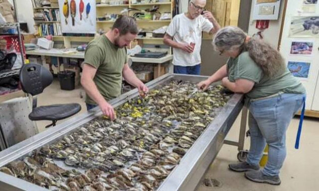 Τρόμος στο Σικάγο: Πάνω από 1.000 νεκρά πουλιά – Χτύπησαν σε τζαμαρίες συνεδριακού κέντρου