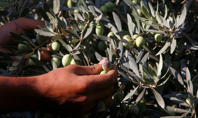 Κρίση ελαιόλαδου: «Οι διαρρήκτες δεν ψάχνουν πλέον κοσμήματα, αλλά... υγρό χρυσάφι»