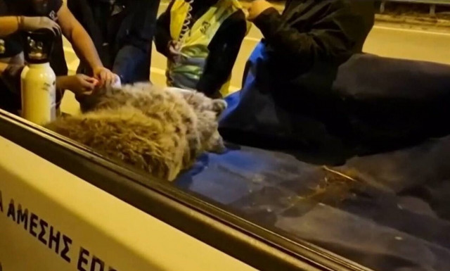 Κοζάνη: Αισιόδοξα νέα για την αρκούδα που τη χτύπησε αυτοκίνητο - Γλίτωσε τον κίνδυνο