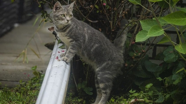 Π.Φ.Π.Ο: Ζητά πρωτόκολλα ασφαλείας για τα ζώα σε περίπτωση φυσικών καταστροφών