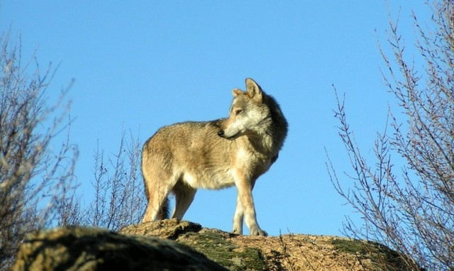 Λύκοι κατασπαράζουν σκύλους συντροφιάς στην Επανομή: Ανήσυχοι οι κάτοικοι