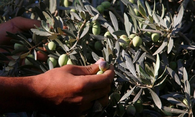 Ελαιόλαδο: Τα σενάρια για την τιμή του και η λύση του μικροτσίπ για να μπει τέλος στις κλοπές