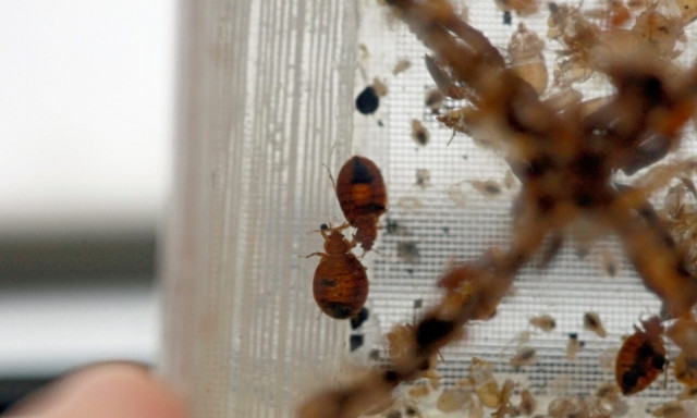 Κοριοί: Η Ελλάδα βρίσκεται σε αυξημένη ετοιμότητα – Τι αποφεύγουμε και πώς μένουμε ασφαλείς