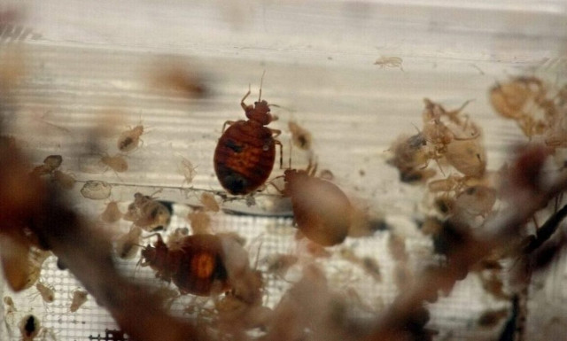 Κοριοί: Οι 5 λόγοι που οδήγησαν στην έξαρση - Πώς καταπολεμούνται