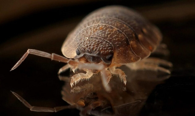 Συναγερμός στα ξενοδοχεία στην Ελλάδα για τους κοριούς