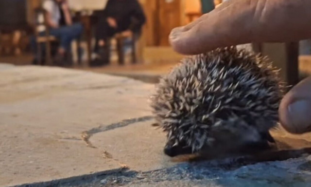 Κρήτη: Ένας… αγκαθωτός πελάτης «αναστάτωσε» καφενείο