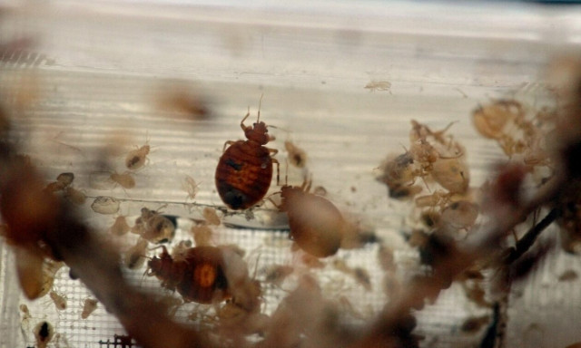 Νέο περιστατικό με κοριούς σε ξενοδοχείο της Αθήνας: «Χρειάστηκε το παιδί μου να νοσηλευτεί»