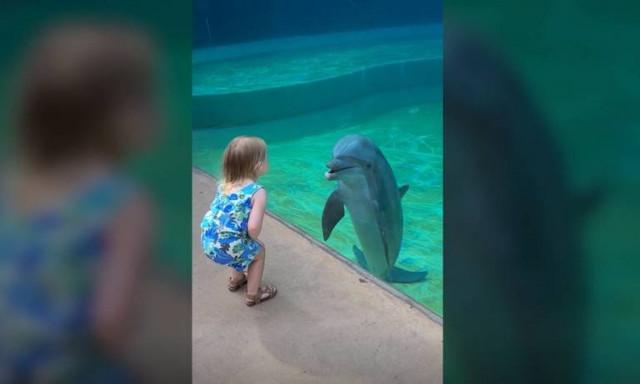 Απίστευτη φιλία μεταξύ μικρού κοριτσιού και... δελφινιού - Δείτε το viral βίντεο