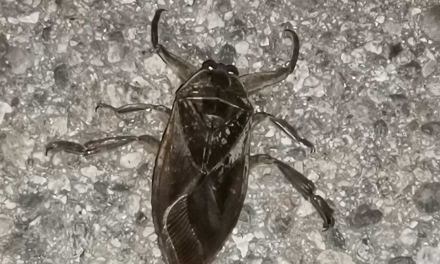 Ξάνθη: Ο λιθόκερος εμφανίστηκε και σκόρπισε τρόμο – Γιατί είναι επικίνδυνος