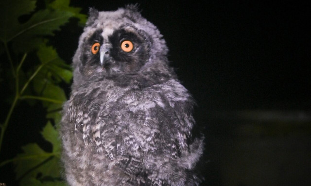 Τρίκαλα: Ο φωτογραφικός φακός «έπιασε» νανομπούφο - Εντυπωσιακές λήψεις