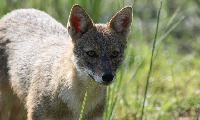 Αχαΐα: Σοβαρό πρόβλημα με τα τσακάλια αντιμετωπίζουν οι κτηνοτρόφοι