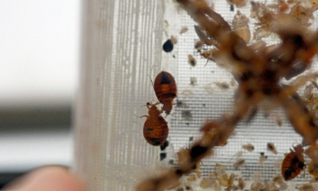 Καθηγητής εντομολογίας: «Οι κοριοί δεν είναι ανησυχητικοί για την υγεία, δεν μεταδίδουν ασθένειες»
