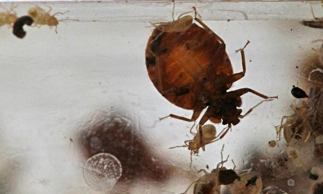 «Το τσίμπημα του κοριού προκαλεί τρόμο, αλλά δεν μεταδίδει κάτι επικίνδυνο» λέει καθηγητής ζωολογίας