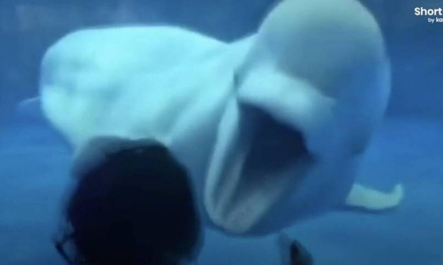 Νήπιο έρχεται αντιμέτωπο με τα... σαγόνια φάλαινας μπελούγκα