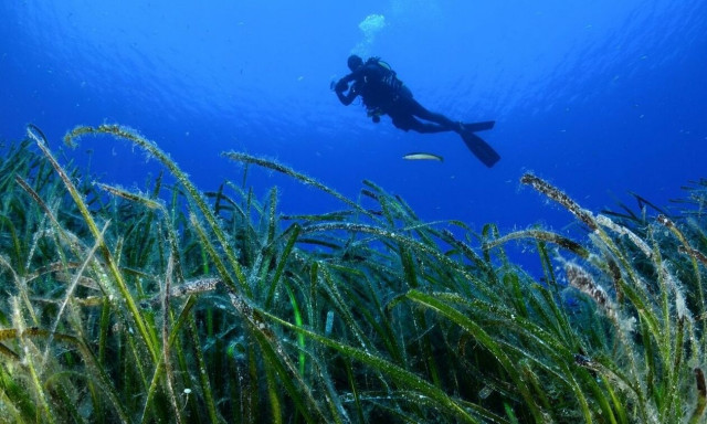 Greece's valuable 'blue forests' reveal their secrets